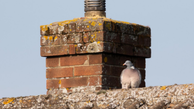 rooftop chimney