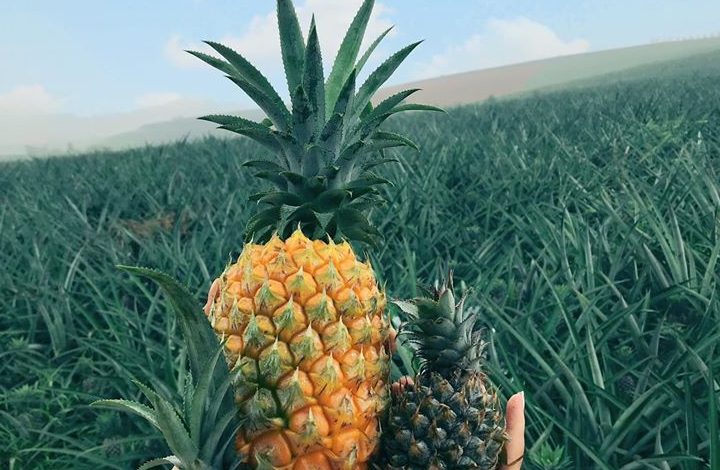 Pineapple